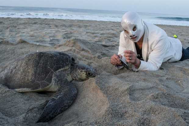 El Hijo del Santo libera tortugas en costas de Oaxaca