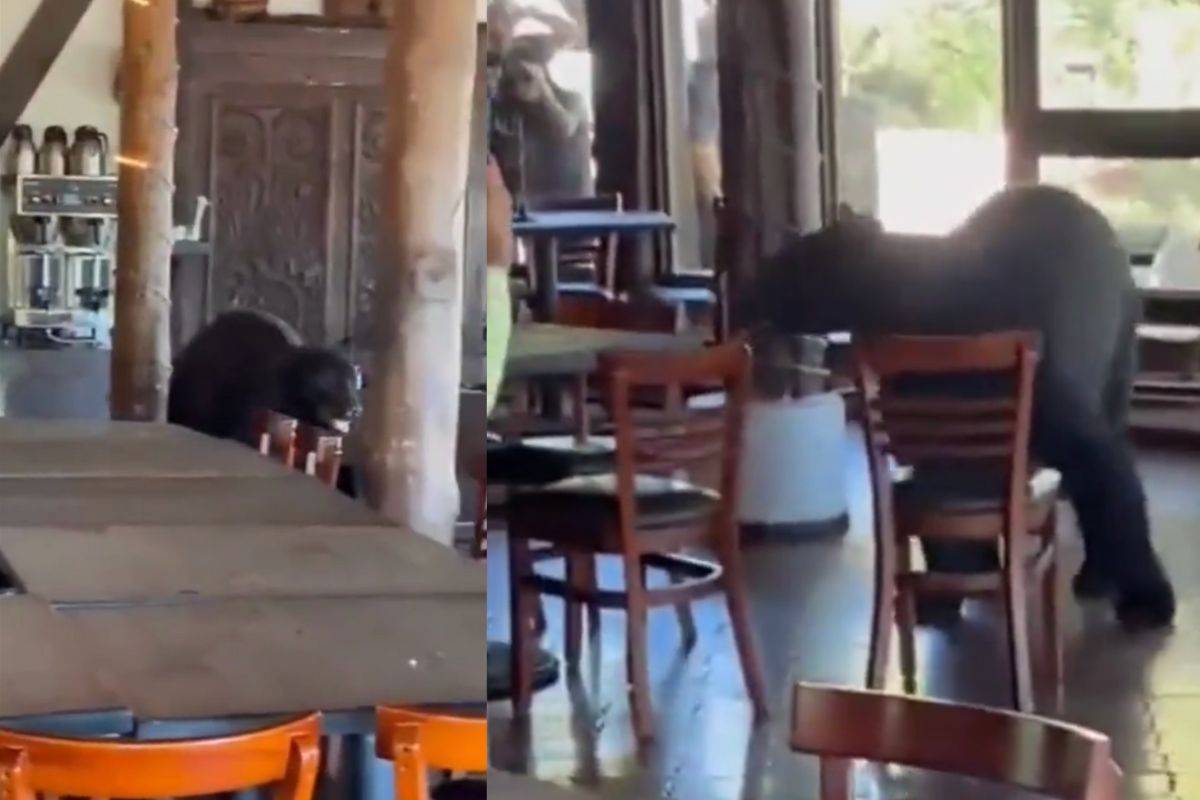 Video Oso Sorprende A Comensales Al Irrumpir En Un Restaurante De