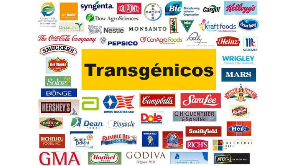 Greenpeace presentó la Guía de transgénicos y consumo responsable para la alimentación de todos los ciudadanos en el mundo.