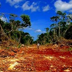 Industria de la soya transgénica destruye la selva de Hopelchén, Campeche