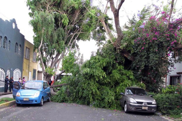Fuertes vientos derriban más de 100 árboles y 10 espectaculares en la capital