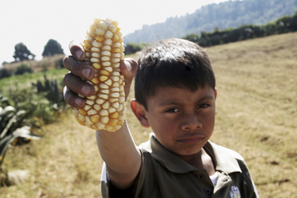 Monsanto, apoyado por Gobierno federal gracias a Reforma de Peña Nieto