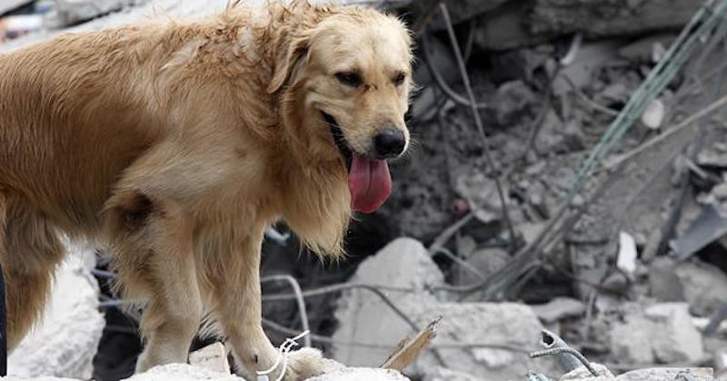 Falleció Dayko, el perro que ayudó a salvar vidas en Ecuador