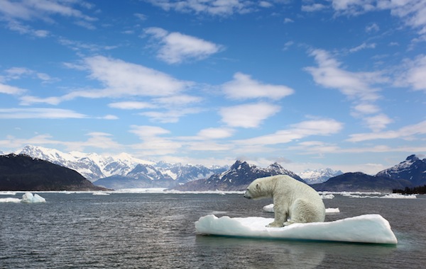 Polar bear and golbar warming