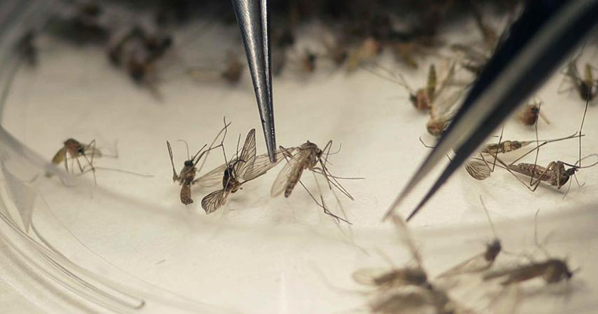 mosquito mosquitos virus enfermedades zika mayaro chikungunya dengue haití