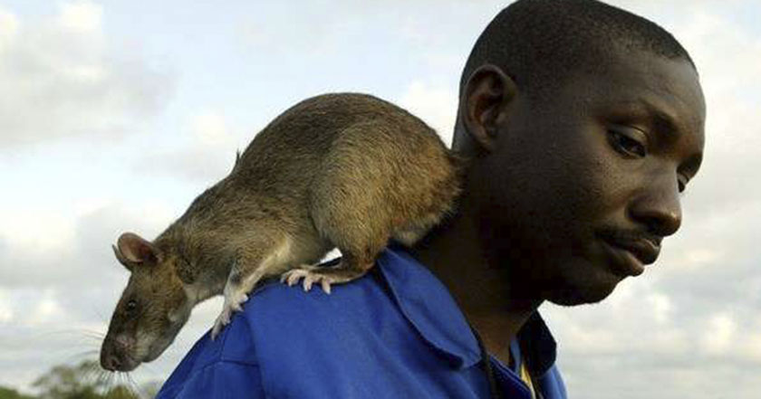 Ratas gigantes sudafricanas tuberculosis minas antipersona devoran bebé