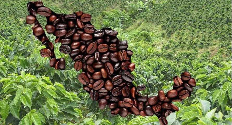 Con más de 500 mil toneladas al año, el café mexicano es orgullo