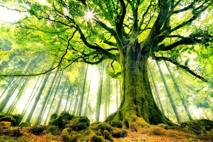Cómo se descubrió que los árboles se comunican entre sí y con otros?