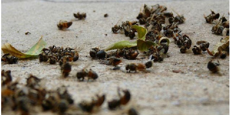 Apicultores exigen indemnizaciones e investigar el fenómeno
<br>Campeche: denuncian muerte masiva de abejas por pesticidas