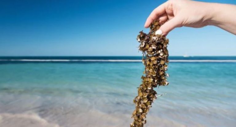 Por lluvia y viento, sargazo se aleja de playas de Quintana Roo