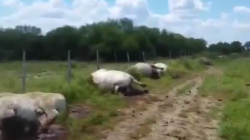 Cae rayo y mata a 13 vacas en Nuevo León (VIDEO)