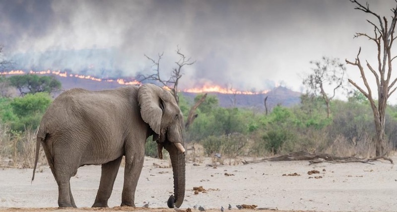 África también está ardiendo, Angola y Congo con 10 mil incendios