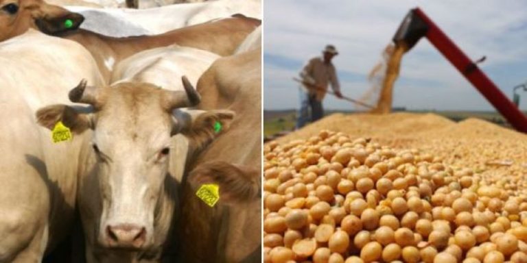 Actividades ganadera y agrícola causa de incendio en la Amazonia