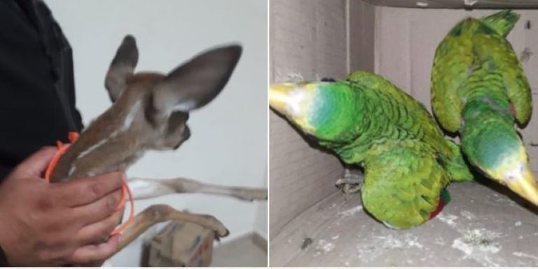Detienen a hombre por traficar animales endémicos en Chiapas