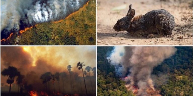 Amazonas en llamas