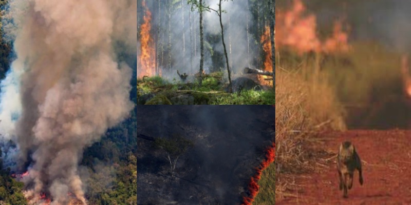 Brasil, 82% más incendios, claman contra destrucción del Amazonas