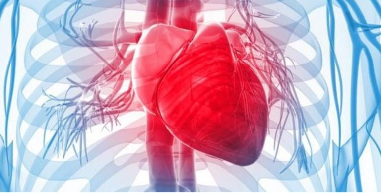 Ilustra corazón humano