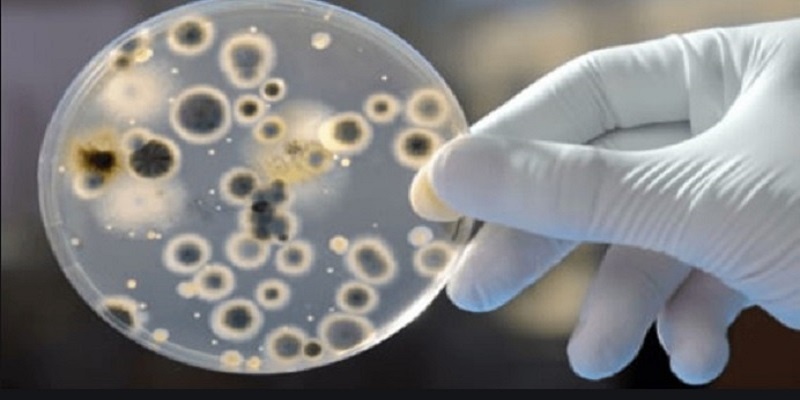 Alerta mundial por la propagación del hongo Candida auris