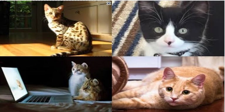 Hoy toca consentir a los gatos. ¡Día internacional del gato!