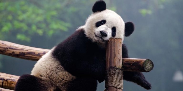 China construye parque nacional para la conservación de los pandas