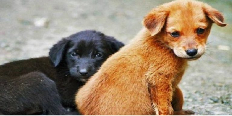 perro, dia mundial