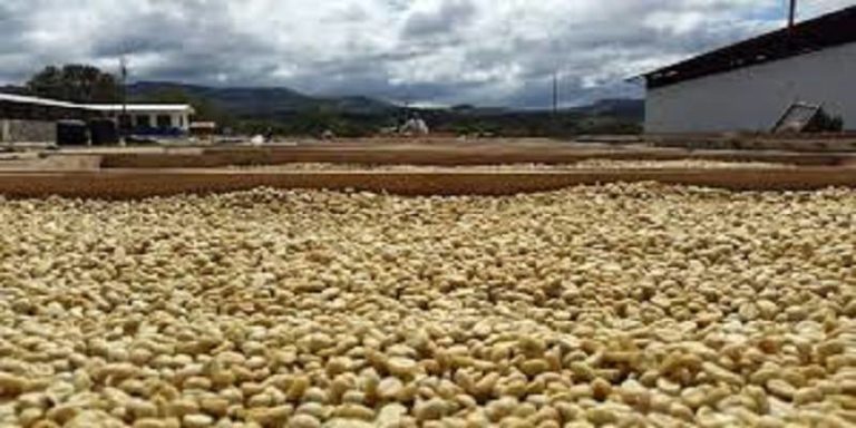 Convoca México a países de Mesoamérica a crear instancia que influya en el precio de café
