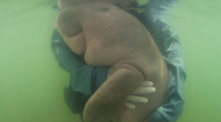 Muere cría de dugong en Tailandia tras haber comido plástico