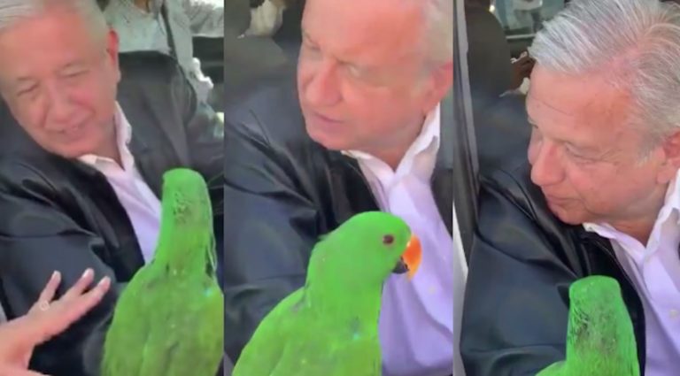 Regalan a AMLO un periquito en Coahuila (VIDEO)