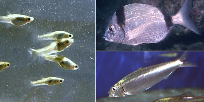 Charal, mojarra y sardina en peligro de extinción por actividad humana