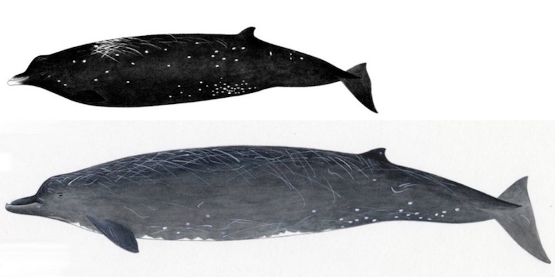 Descubren una nueva especie de ballena en costas de Japón