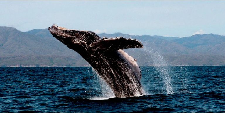 Ballenas