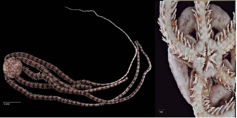Unam. Descubre nueva especie de mar