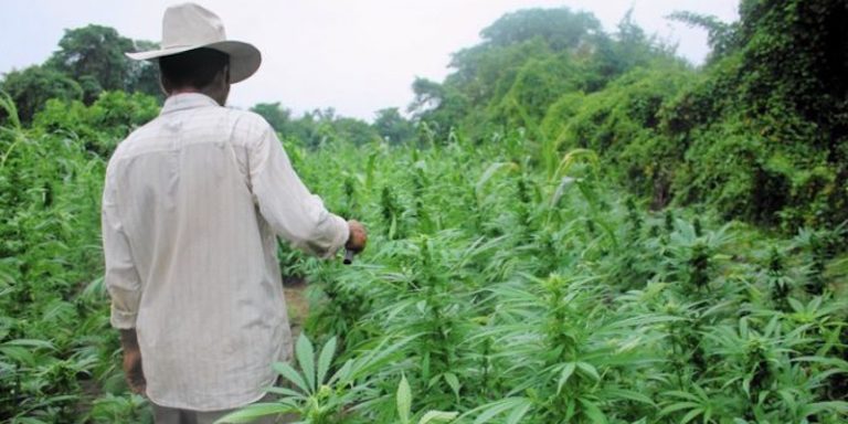 AMLO no descarta legalizar mariguana, se analizan todas las opciones