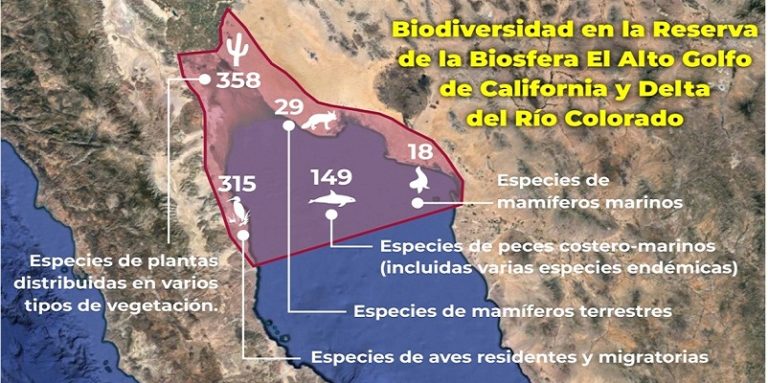 Alto Golfo de California