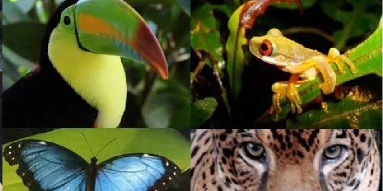 Amazonas, Sínodo en Roma