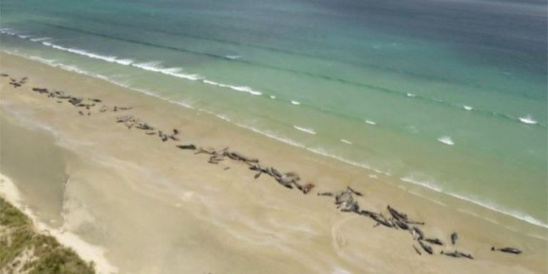 ballenas varadas