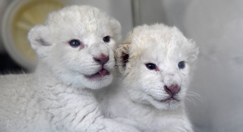 Nace pareja de cachorros de león blanco en China