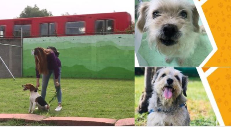 Conoce los requisitos para adoptar perros rescatados en el Metro