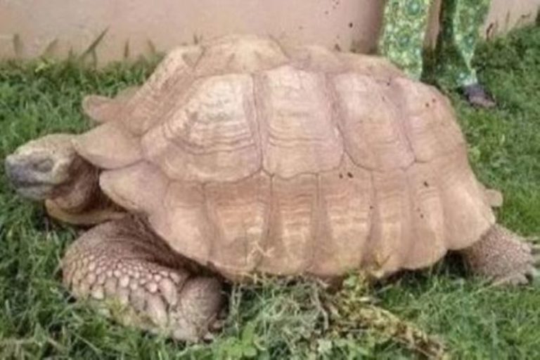 #DiaMundialDeLosAnimales: muere tortuga más longeva de África