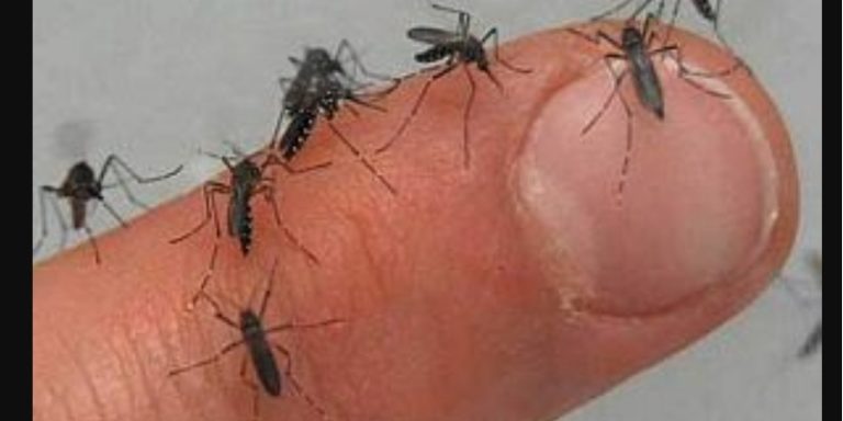 Dengue, también por transmisión sexual
