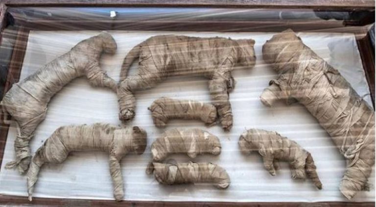 Hallan momias y estatuas de cachorros de león y de gatos en Egipto