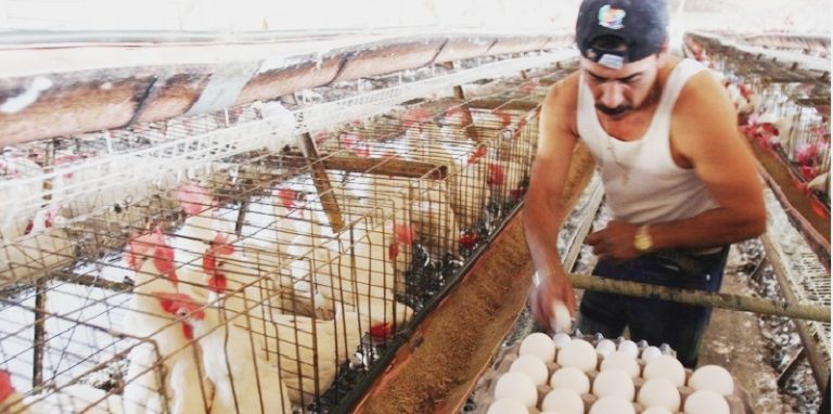 Huevo, México el que más consume