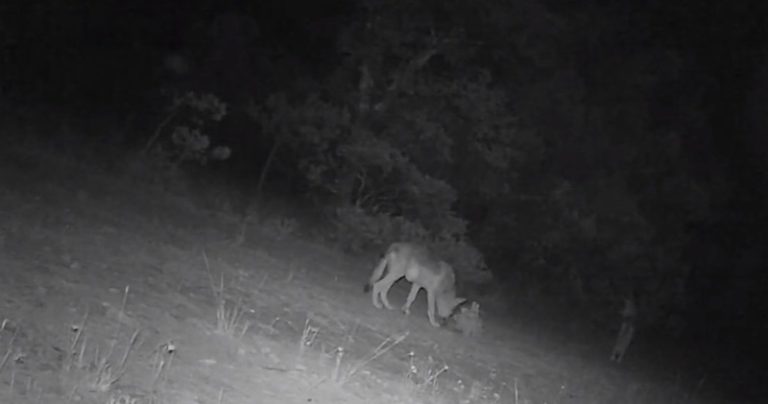 Captan a cachorros de lobo mexicano, especie en peligro de extinción