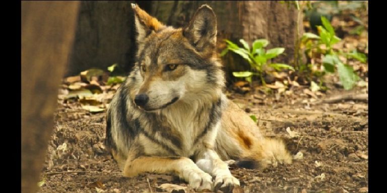 Lobo mexicano vuelve a la vida silvestre