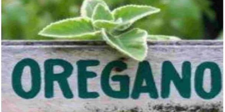 Orégano para la salud