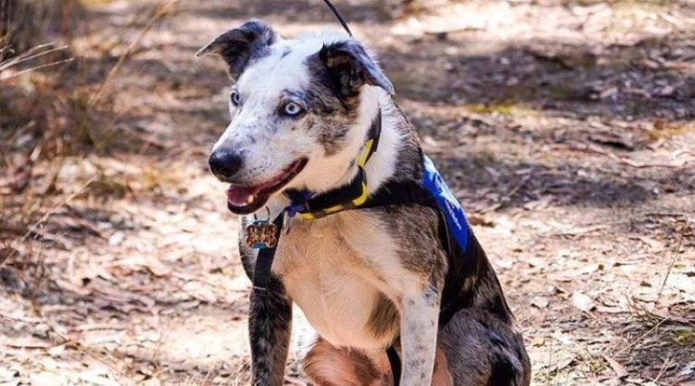 Perro rescatista salva a koalas tras incendios en Australia