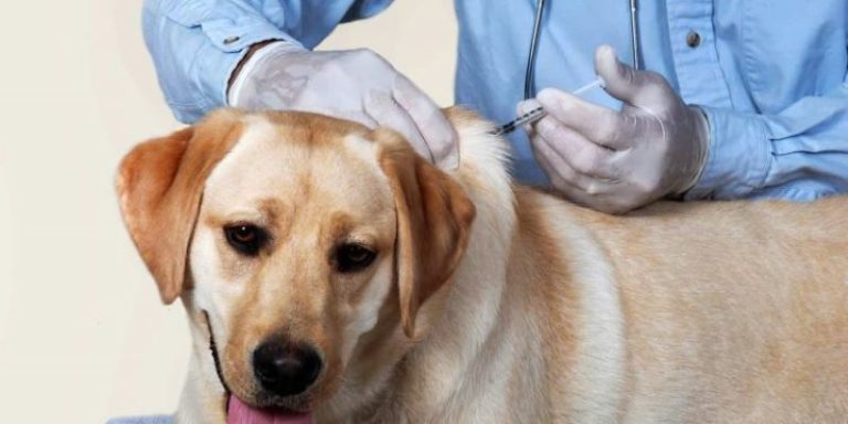 OMS certifica a México como el primer país libre de rabia canina