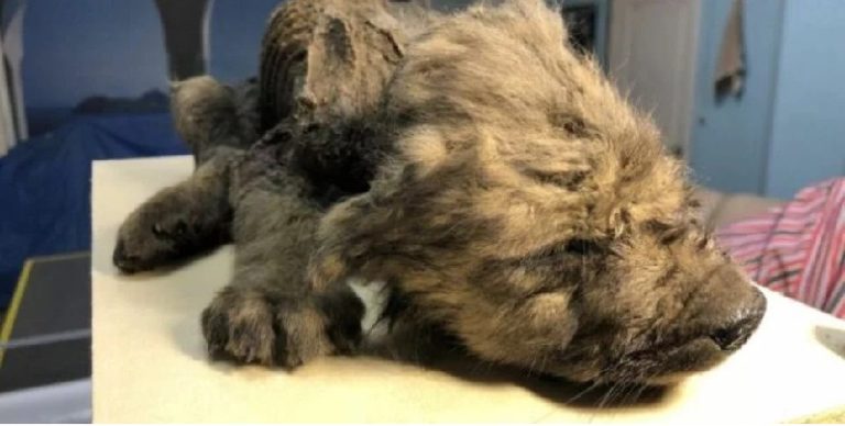 Siberia, cachorrito de 18 mil años