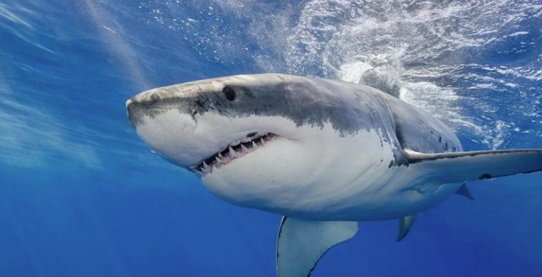 Colombia: Controversia por regulación en la venta de aletas de tiburones
