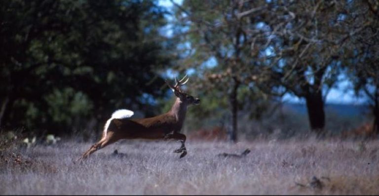 Alertan: Caza de venado cola blanca por negocio y diversión